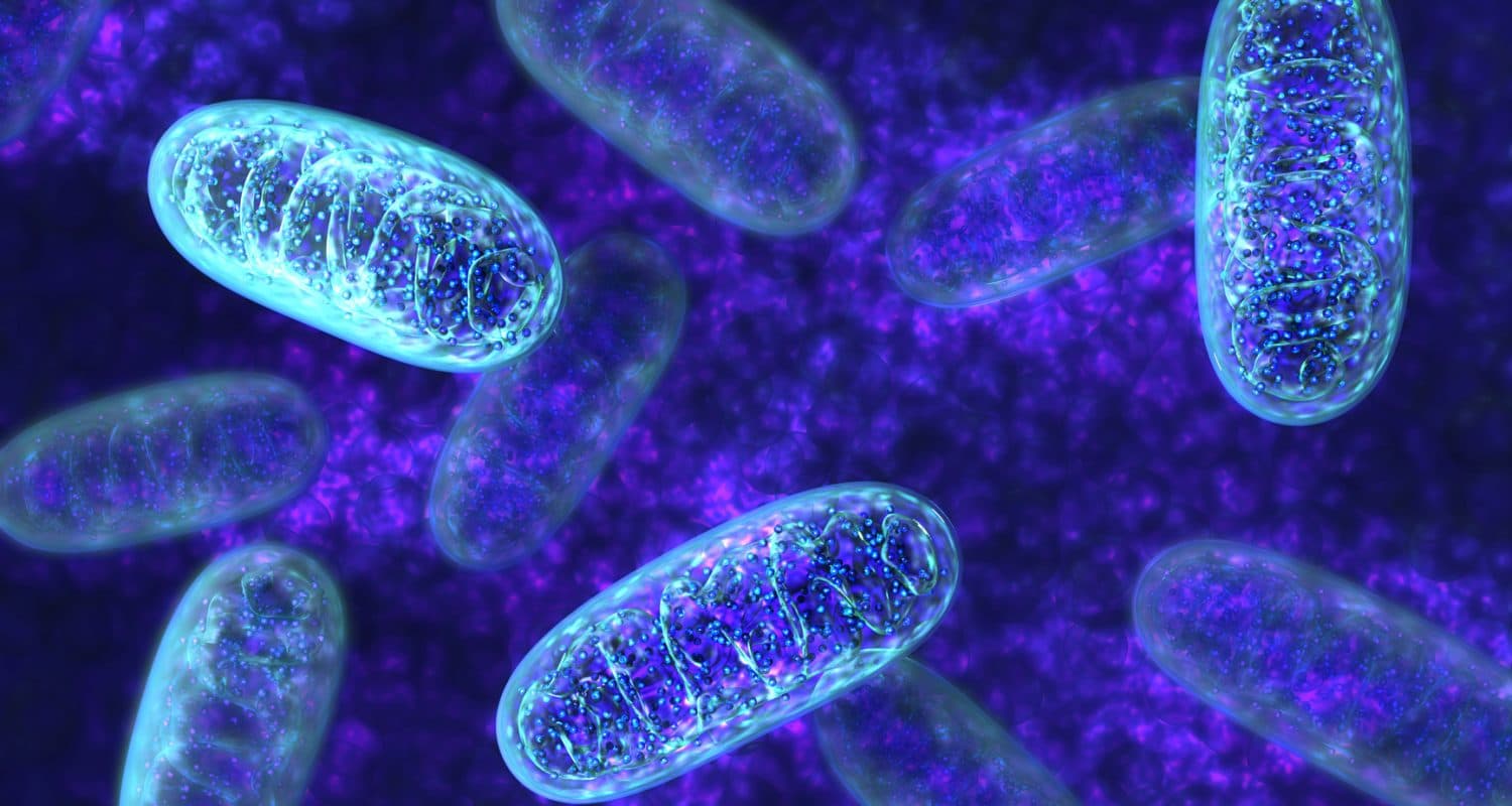 Your Mitochondria Hate Multitasking: The Cellular Cost of Constant Task Switching