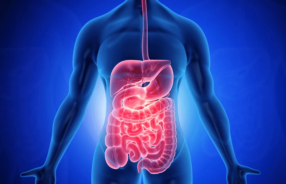 What If Your Gut Is the Reason You’re Not Getting Stronger?
