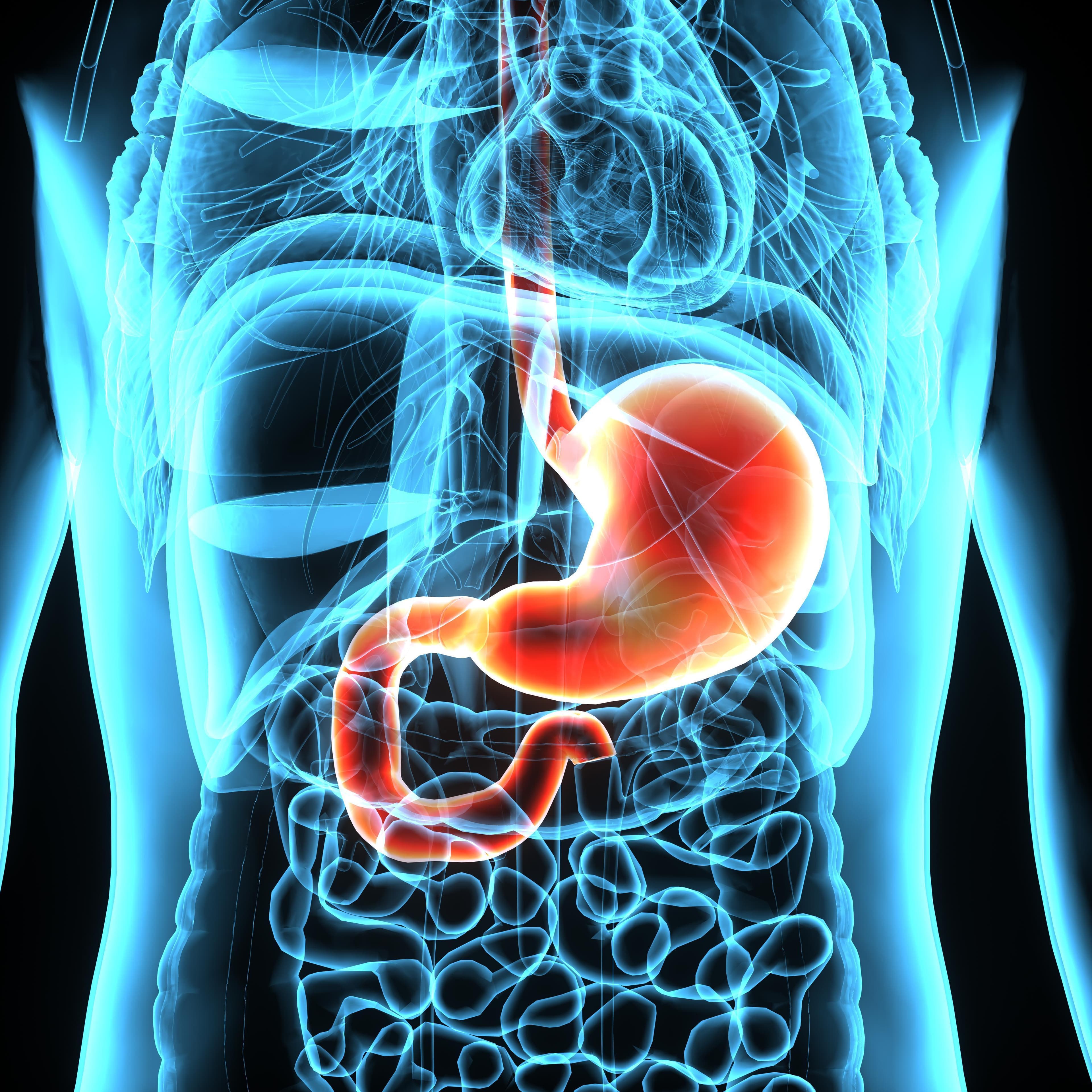 Why Your Stomach Is Never Truly Empty (and Why That Matters)